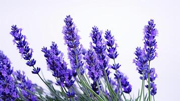 photo de magnifique lavande fleur isolé sur blanc Contexte. génératif ai