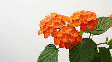 photo de magnifique lantana fleur isolé sur blanc Contexte. génératif ai