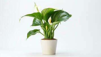 photo de zantedeschia fleur dans pot isolé sur blanc Contexte. génératif ai