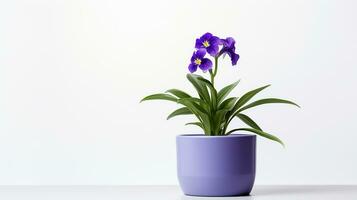 photo de araignée fleur dans pot isolé sur blanc Contexte. génératif ai