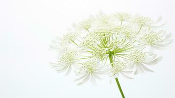 photo de magnifique reine d'Anne dentelle fleur isolé sur blanc Contexte. génératif ai