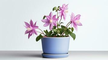 photo de ancolie fleur dans pot isolé sur blanc Contexte. génératif ai