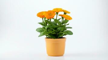 photo de calendula fleur dans pot isolé sur blanc Contexte. génératif ai