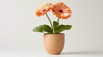 photo de gerbera fleur dans pot isolé sur blanc Contexte. génératif ai