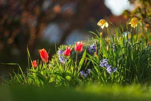 jonquilles et tulipes dans les rayons du soleil couchant. ville fleurie de strasbourg, printemps. photo