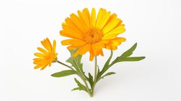 photo de magnifique calendula fleur isolé sur blanc Contexte. génératif ai