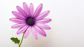 photo de magnifique ostéospermum fleur isolé sur blanc Contexte. génératif ai