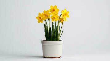 photo de narcisse fleur dans pot isolé sur blanc Contexte. génératif ai