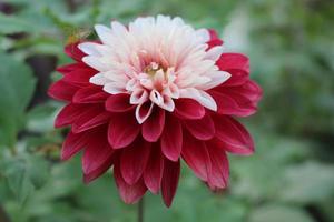 fleur de dahlia rouge et blanc photo