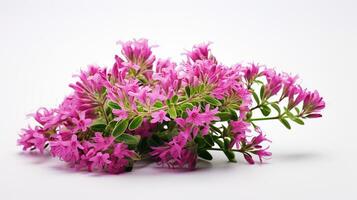 photo de magnifique thym fleur isolé sur blanc Contexte. génératif ai