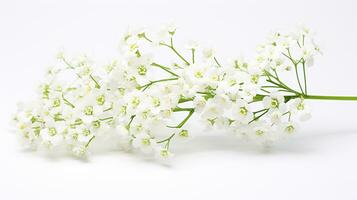 photo de magnifique gypsophile fleur isolé sur blanc Contexte. génératif ai
