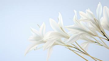 photo de magnifique yucca fleur isolé sur blanc Contexte. génératif ai