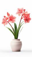 photo de amaryllis fleur dans pot isolé sur blanc Contexte. génératif ai