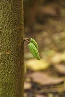 Petite jeune cabosse sur cacaoyer photo