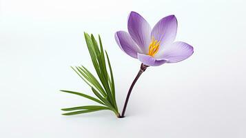 photo de magnifique crocus fleur isolé sur blanc Contexte. génératif ai