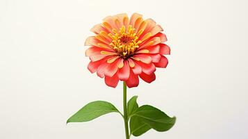 photo de magnifique zinnia fleur isolé sur blanc Contexte. génératif ai