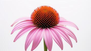 photo de magnifique échinacée fleur isolé sur blanc Contexte. génératif ai