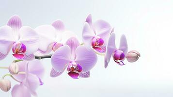 photo de magnifique orchidée fleur isolé sur blanc Contexte. génératif ai