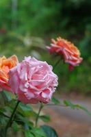 une photo en gros plan d'une rose en deux couleurs, orange et rose