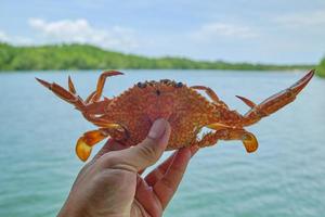 photo en gros plan d'un crabe de mer frais dans la main.