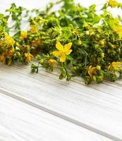 fleurs de millepertuis jaune sur fond de bois blanc. fleur sauvage. photo