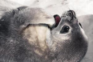 phoque sur la plage photo