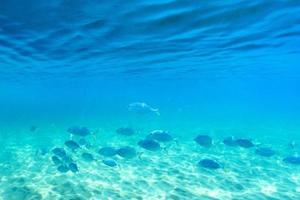 groupe de poissons nageant dans la mer claire. photo