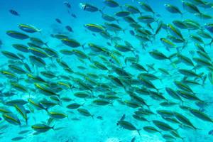 le poisson nage à travers le corail photo