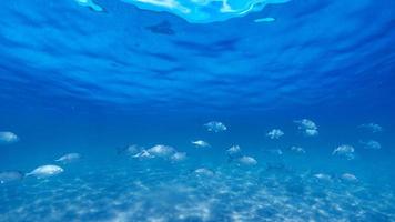 le poisson nage à travers le corail photo