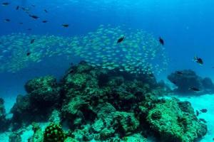 le poisson nage à travers le corail de l'île de raya phuket thaïlande photo