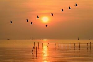 mouettes en volant dans une ligne par le Soleil à le coucher du soleil photo