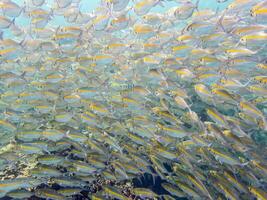 sous-marin Photos de mer poisson troupeau