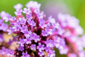 fermer verveine bonariensis fleur photo