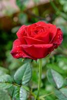 rouge Rose épanouissement sur le branche photo