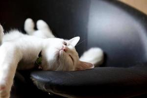 chat blanc paresseux photo