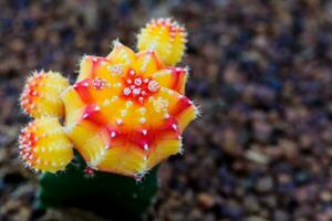 proche en haut magnifique fleur de lune cactus photo