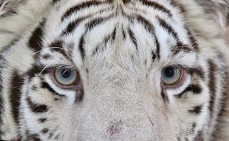 blanc Bengale tigre yeux photo