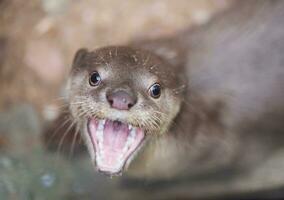 lisse recouvert loutre photo