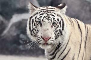 blanc Bengale tigre visage photo