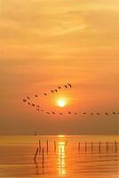 mouettes en volant dans une ligne par le Soleil à le coucher du soleil photo