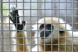 gibbon dans cage photo