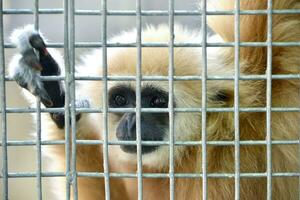 gibbon dans cage photo