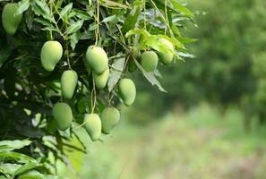 Frais mangue sur arbre photo