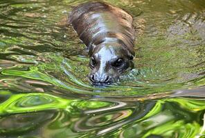 hippopotame pygmée dans l'eau photo