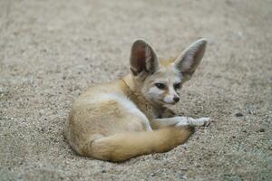 fennec Renard vulpes zerda photo