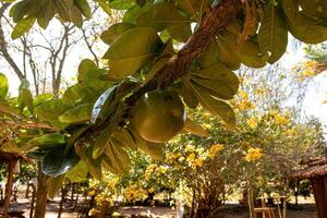 calebasse arbre fruit photo