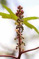 plante de ricin vert photo