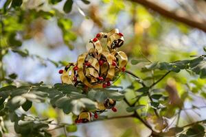 saga arbre des graines photo