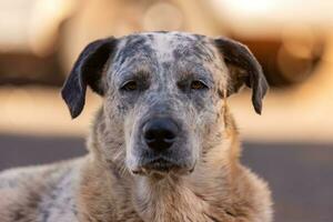 gros blanc mixte race chien photo