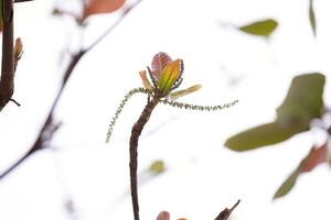 mer amande arbre photo